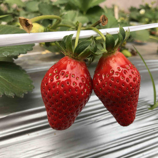 涵香草莓，糖度高，香气十足，草莓味特浓郁，甘甜多汁，八分甜二分酸，极耐运输。大果小果混合发货。 商品图0