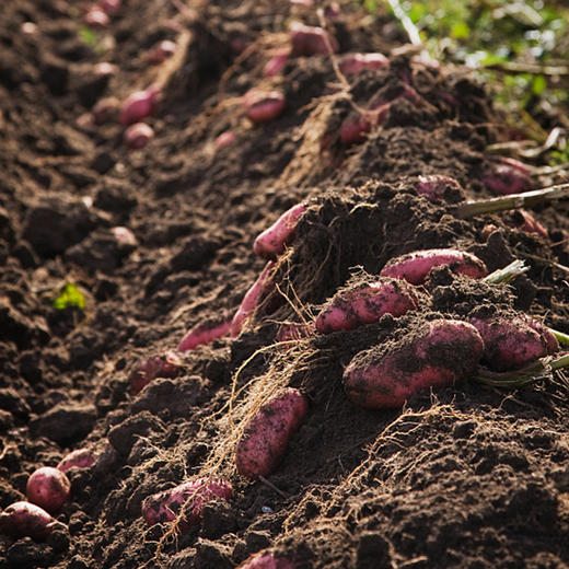 彩虹雨 生态蔬菜 栗味红薯 地瓜500g 京津冀满百包邮 商品图3