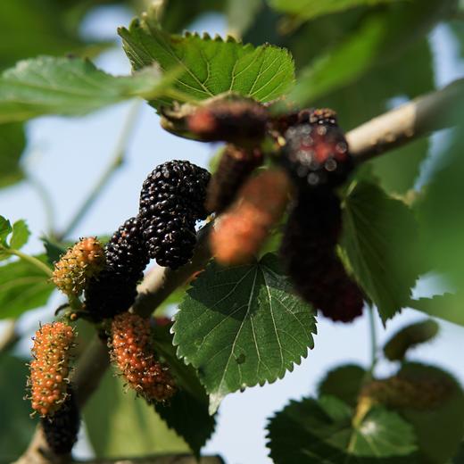 生态桑葚酱 | 绿家自产*Eco-mulberry paste | Self-production 商品图6