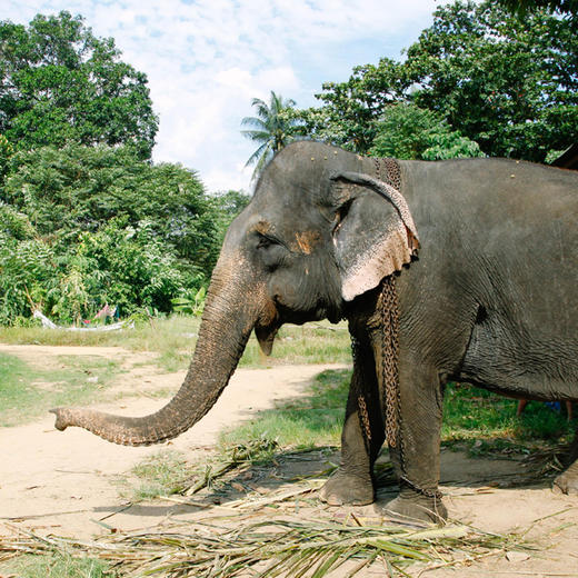 斯里兰卡海龟保育大象保育公益夏令营家长可陪同5岁起报