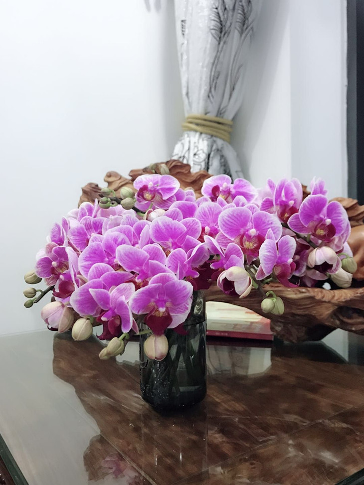 新品抢购各色蝴蝶兰鲜切花5支不包邮