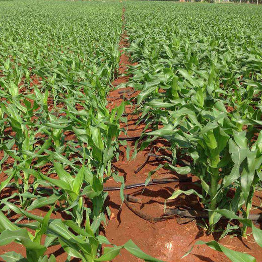 新鲜甜玉米笋5斤装小玉米芯仔迷你嫩玉米棒农田种植玉米棒