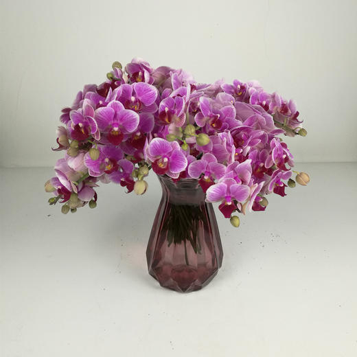 新品抢购各色蝴蝶兰鲜切花5支不包邮