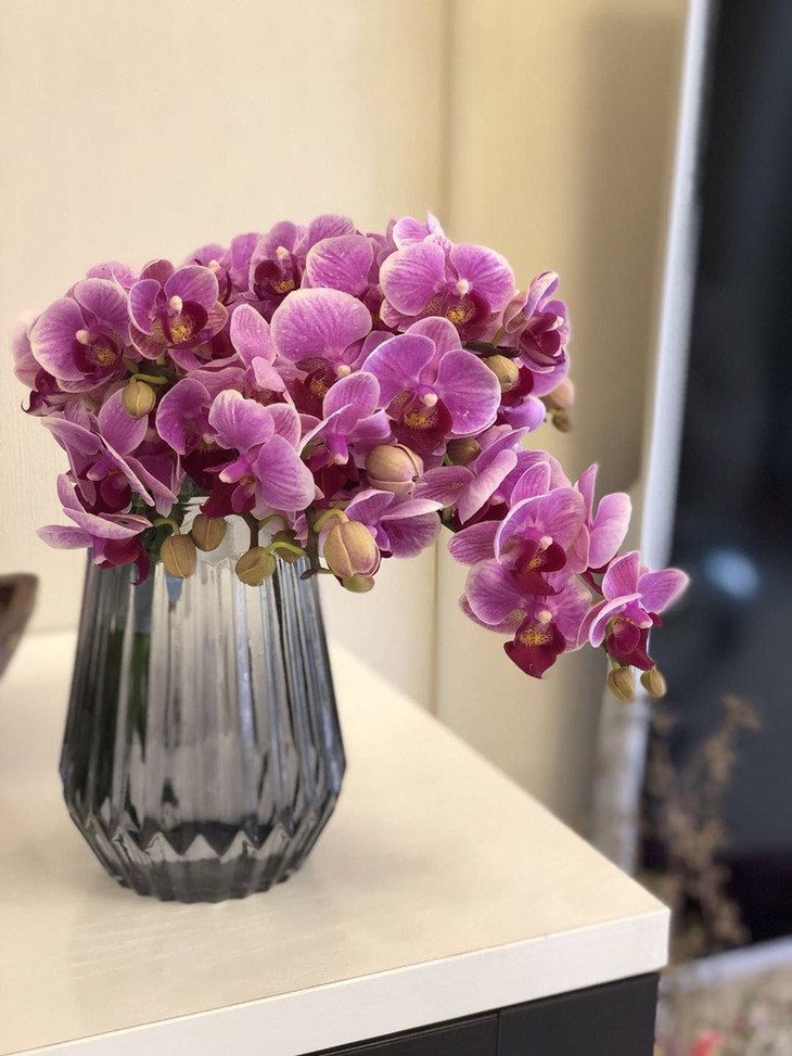 新品抢购各色蝴蝶兰鲜切花5支不包邮