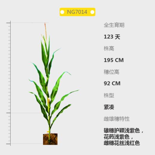 NG7014自交系 商品图0
