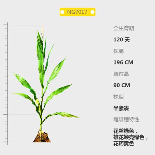 NG7017自交系 商品图0