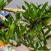 【绿居植物】水横枝石景盆栽 室内小绿植花卉盆景 办公室植物 商品缩略图3