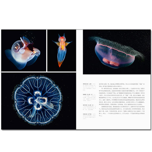 《BBC全新4K海洋百科：蓝色星球II  》 商品图4