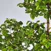 【绿居植物】山紫甲石景盆栽 室内小绿植花卉盆景 办公室植物 商品缩略图3