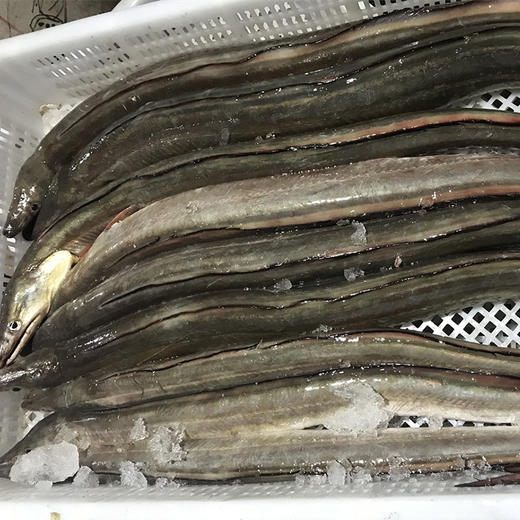 东海青鳗23斤条