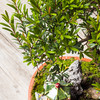 【绿居植物】红杨石景盆栽 室内小绿植花卉盆景 办公室植物 商品缩略图4