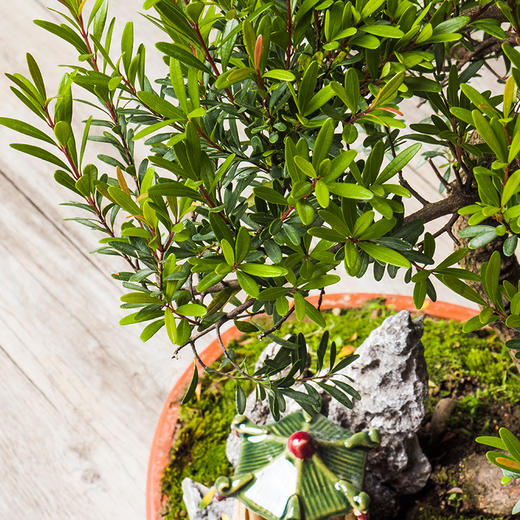 【绿居植物】红杨石景盆栽 室内小绿植花卉盆景 办公室植物 商品图4