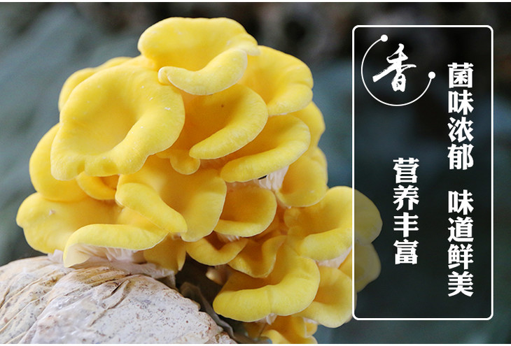新鲜黄金菇 榆黄蘑玉皇菇玉皇磨 金顶菇食用菌 小鸡炖蘑菇 300g