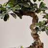 【绿居植物】福建茶弯曲（小）  石景盆栽 室内小绿植花卉盆景 办公室植物 商品缩略图2