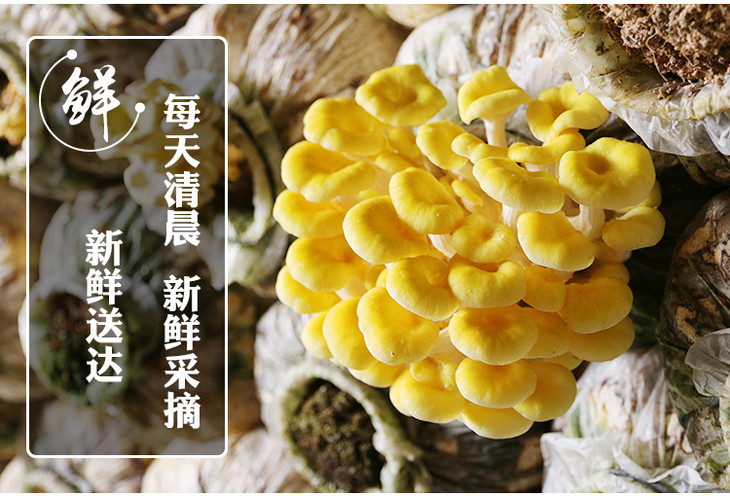 新鲜黄金菇 榆黄蘑玉皇菇玉皇磨 金顶菇食用菌 小鸡炖蘑菇 300g