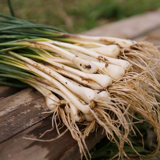 生态藠头 | 绿家自产* Eco-allium chinensis | Self-production 商品图0