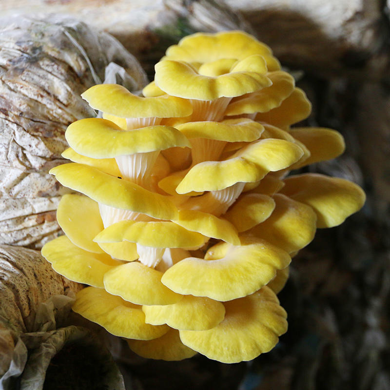 新鲜黄金菇 榆黄蘑玉皇菇玉皇磨 金顶菇食用菌 小鸡炖蘑菇 300g