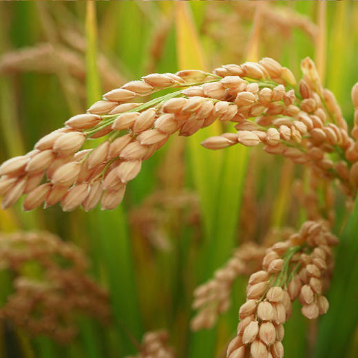 生态胚芽米 商品图2