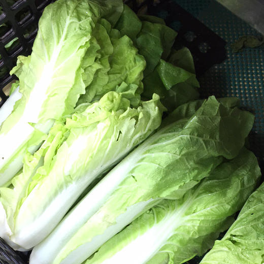 【禾春元食品】生态蔬菜笔筒菜 1份/约500g/约350g ( 林晓晴的菜)