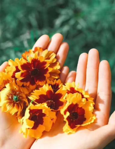 昆仑雪菊40g超值装多规格 商品图1