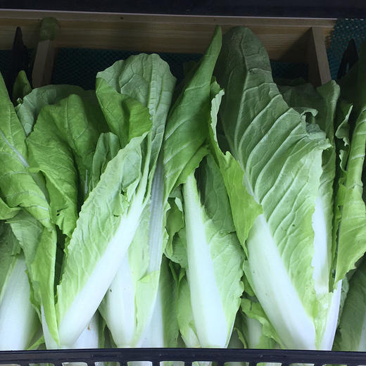 【禾春元食品】生态蔬菜笔筒菜 1份/约500g/约350g ( 林晓晴的菜)