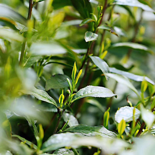 上英山高山红茶 长在雨雪后 生在云雾中 商品图5