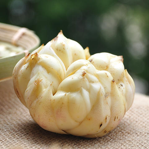 【龙山鲜百合】新鲜百合,味道清苦