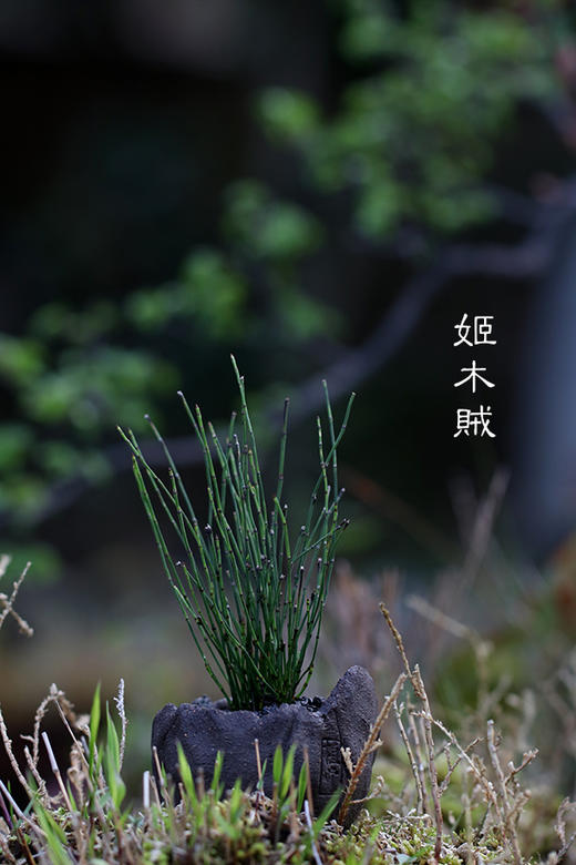 植觉intuition 山野草 姬木贼 室内盆栽紫砂盆