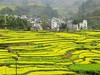 【买一送一，养心养眼赏油菜花胜境】139七百里高邮湖、万亩湖滩水上油菜花海、世界遗产—京杭大运河镇国寺1日＞ 商品缩略图0