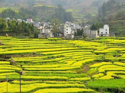 【买一送一，养心养眼赏油菜花胜境】139七百里高邮湖、万亩湖滩水上油菜花海、世界遗产—京杭大运河镇国寺1日＞ 商品图0