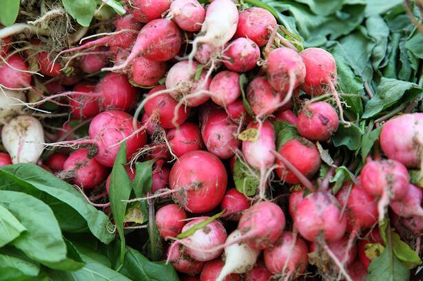 无公害洋花萝卜