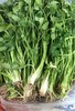 葛芹菜（8两） 商品缩略图0