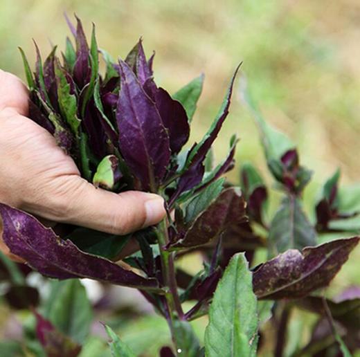 紫背天葵（6元/份三两） 商品图1