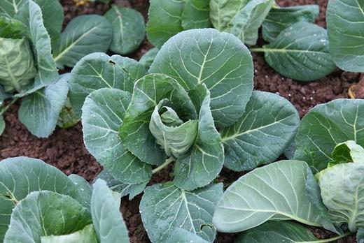 鸡心包菜（卷心菜）约6-8两/个 商品图1