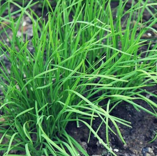 韭菜（8两） 商品图0