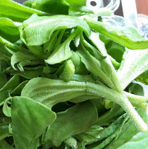 非洲冰草（6元/3两/份） 商品图0