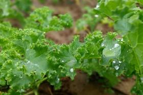 羽衣甘蓝（6元/份/3两）