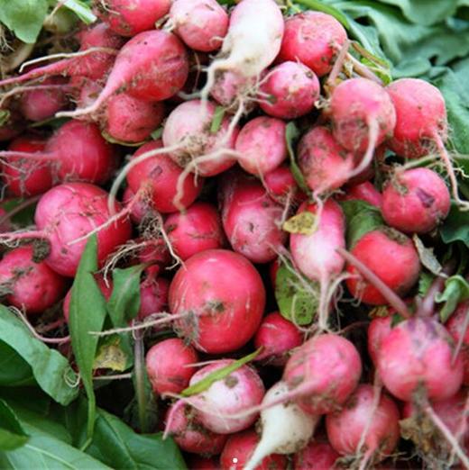 洋花萝卜 商品图0