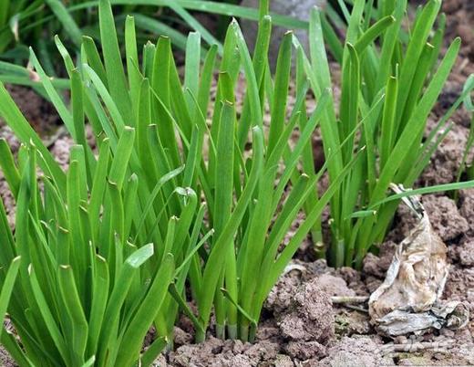 韭菜（8两） 商品图1