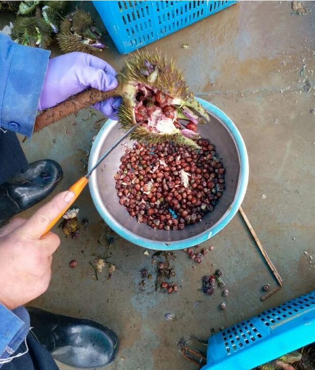 果实呈圆球形,尖端突起,状如鸡头,有健脾益气,固肾涩精等作用