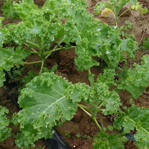 羽衣甘蓝（6元/份/3两） 商品图1