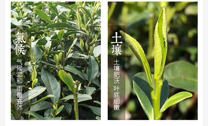 古一宏丨西湖龙井狮龙云虎梅明前特级龙井集齐五大核心产区天和礼盒装