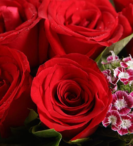 真爱----红玫瑰9枝，石竹梅4枝，栀子叶0.5扎 内层雪梨纸1张，外层粉色opp雾面纸1.5米，白绿宽罗纹带(1334) 商品图2