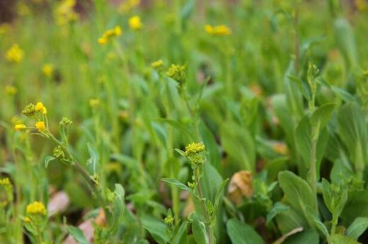 青菜苔(菜苔干） 商品图2