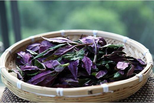 紫背天葵（6元/份三两） 商品图0