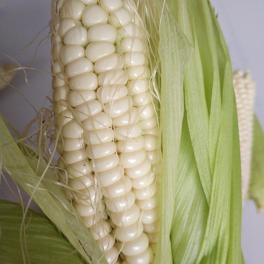 罗城县广西珍珠白糯玉米煮1个小时以上更粘糯老品种非转基因产地直发
