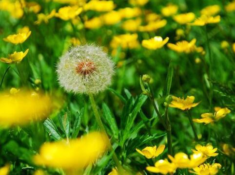 蒲公英 田头野菜（11元/份/6两） 商品图1