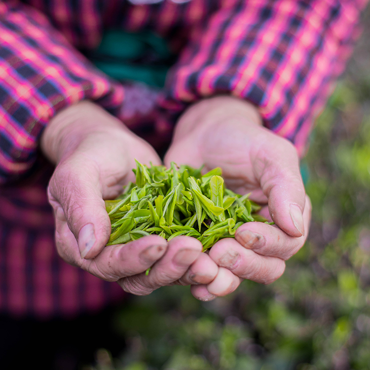 高山三峡明前毛尖茶叶 香绕唇齿 韵味深长 125g/罐