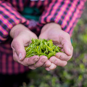 高山三峡明前毛尖茶叶 香绕唇齿 韵味深长 125g/罐