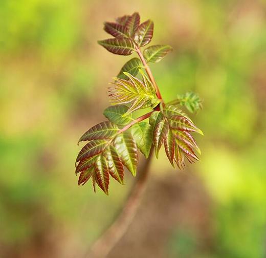 香椿头1两 商品图0